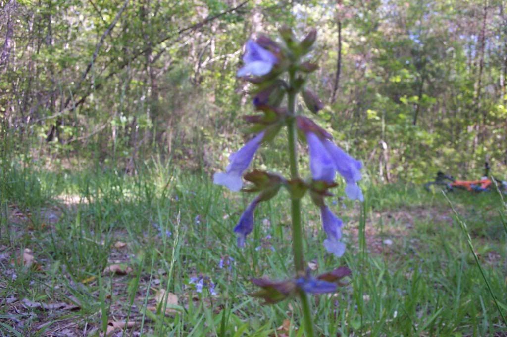 SpringflowersonClearCreektrail009.jpg Spring flowers April 2008 image by UpOnBlocks