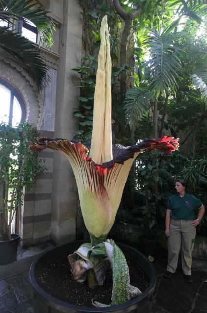 amorphophallus titanum sale. amorphophallus titanum sale. amorphophallus titanum sale.