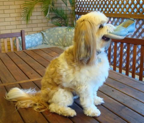 Shih+tzu+maltese+puppies+for+sale+brisbane