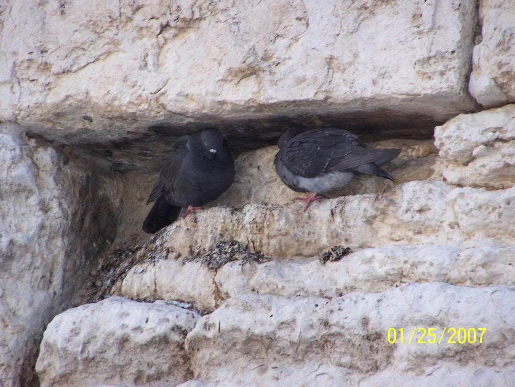 Birds Perched on the Western Wall Pictures, Images and Photos