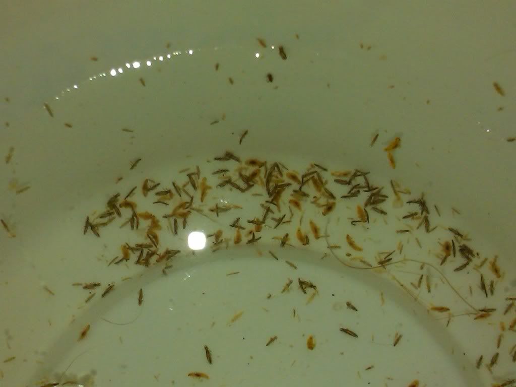 HELP! BUGS!!!!! What are they and how do I get rid of them??? PIC