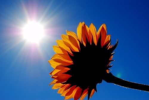 sunshine.jpg sun flower image by sailorette857