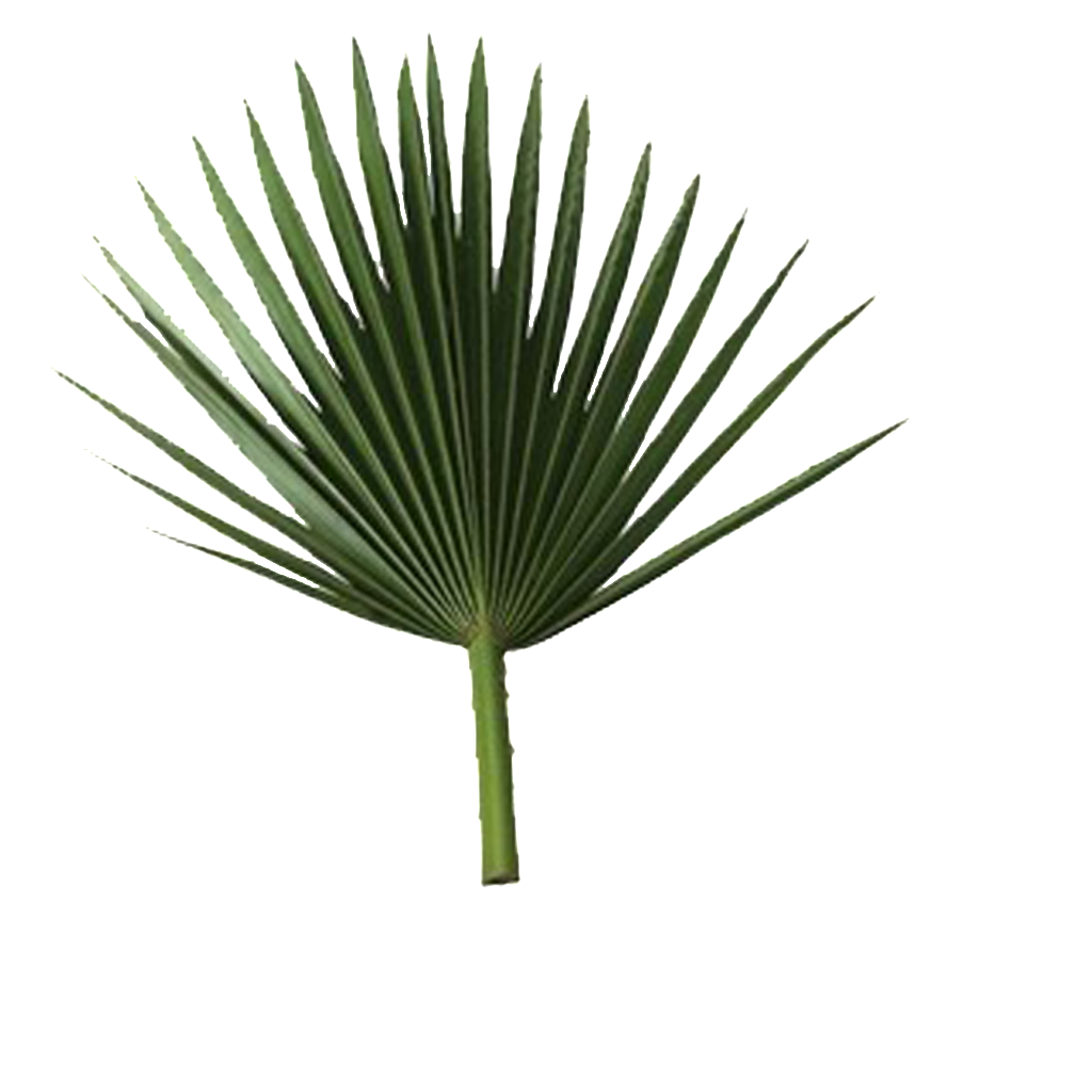 palmleaf.png Photo by falk826 | Photobucket