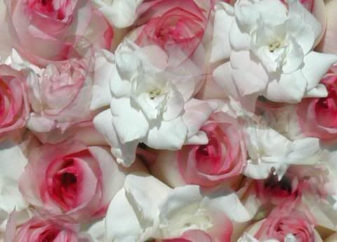 pink and white roses Pictures, Images and Photos