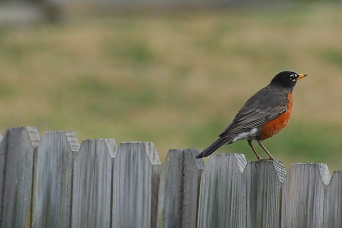 http://i287.photobucket.com/albums/ll126/boardjnky4/bird_perched.jpg