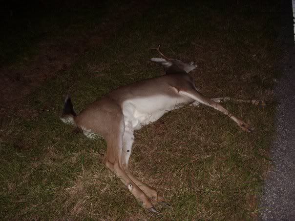 http://i287.photobucket.com/albums/ll126/boardjnky4/deer/deer1.jpg