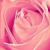 pink rose icon