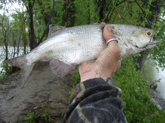 goldeye fish