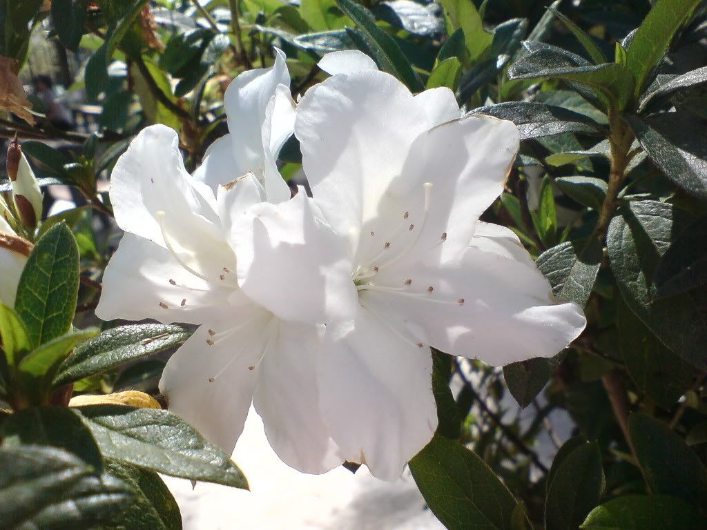 topic về những hình ảnh chụp bằng điện thoại di động - 8