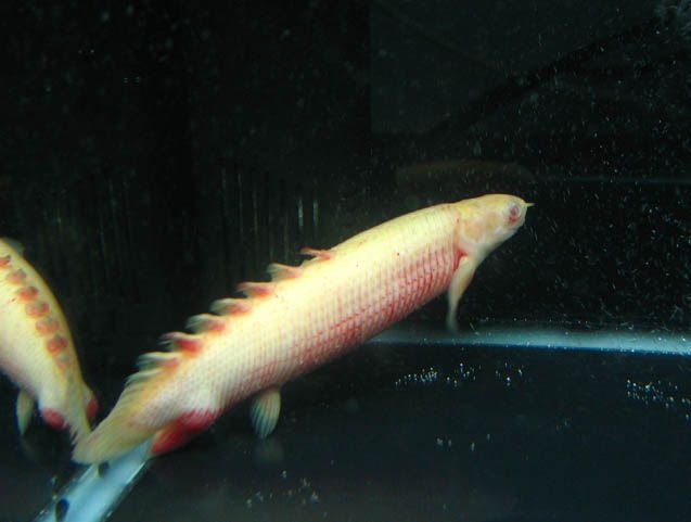 Ikan Naga