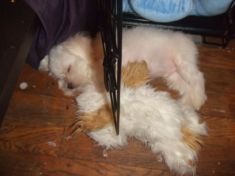 help! puppy won't stop crying in playpen Maltese Dogs Forum Spoiled Maltese Forums