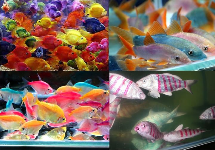 [Imagen: coloredfish.jpg]