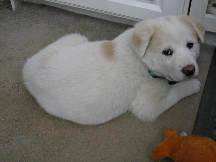 Our newest addition - Goats