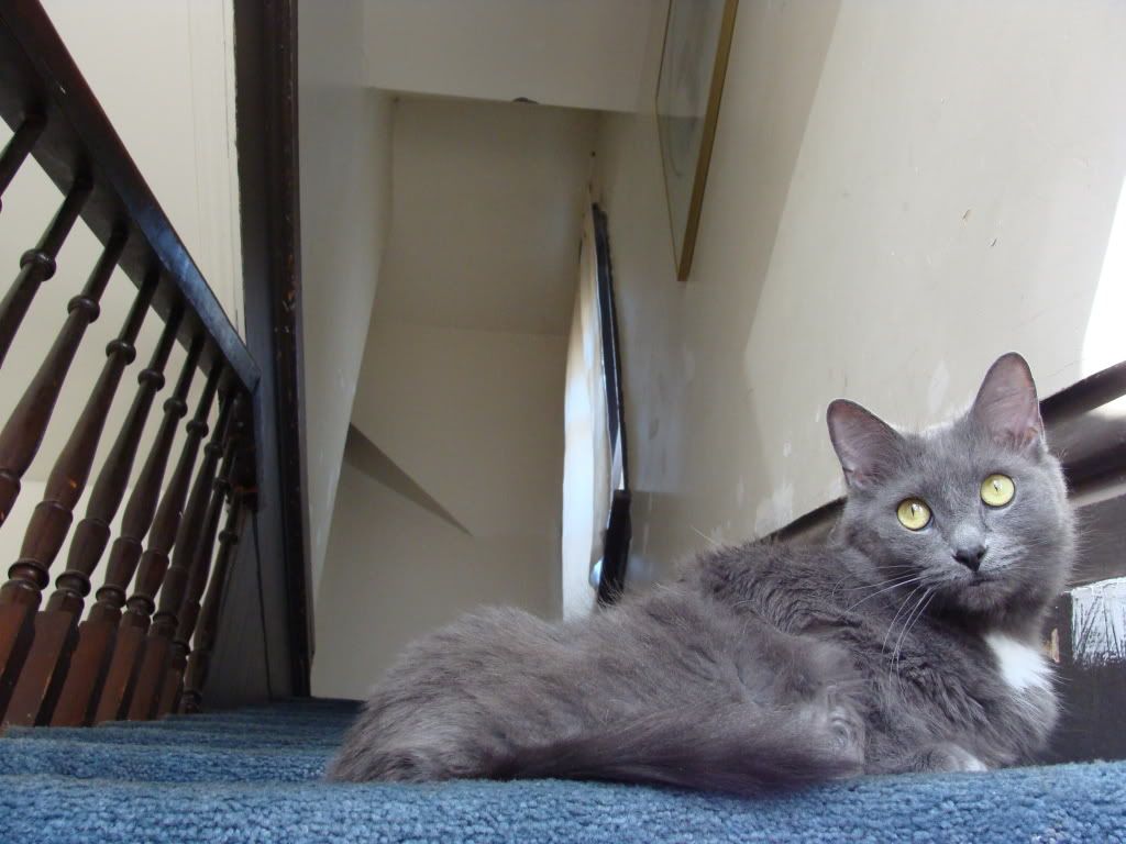 IMAGE: http://i287.photobucket.com/albums/ll132/NeonRain_civic/canon%20board/DSC01268.jpg