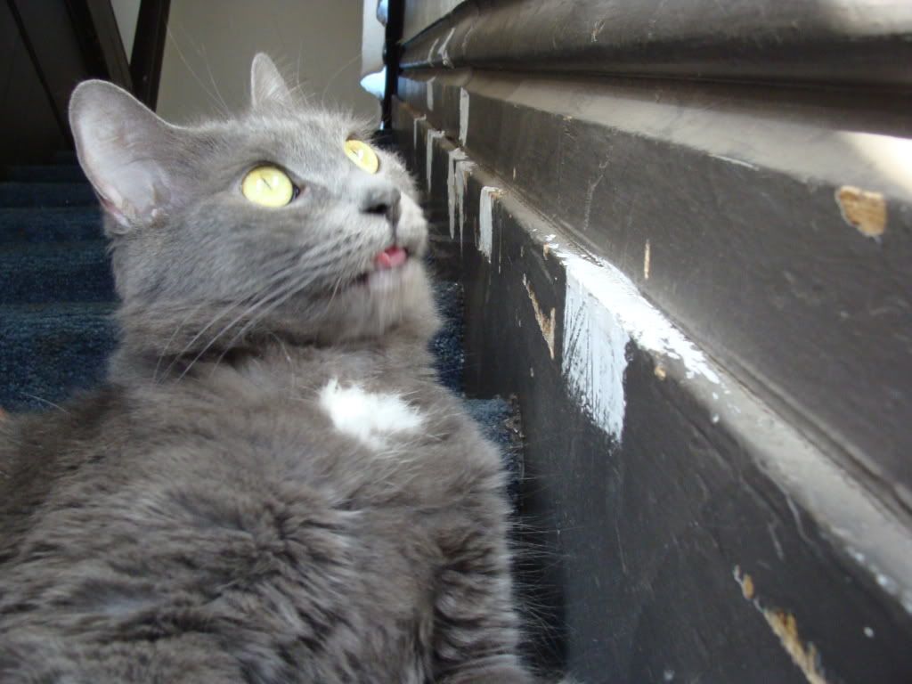 IMAGE: http://i287.photobucket.com/albums/ll132/NeonRain_civic/canon%20board/DSC01313.jpg