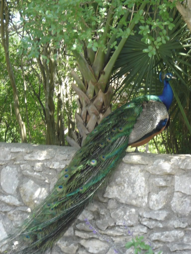 Peacock