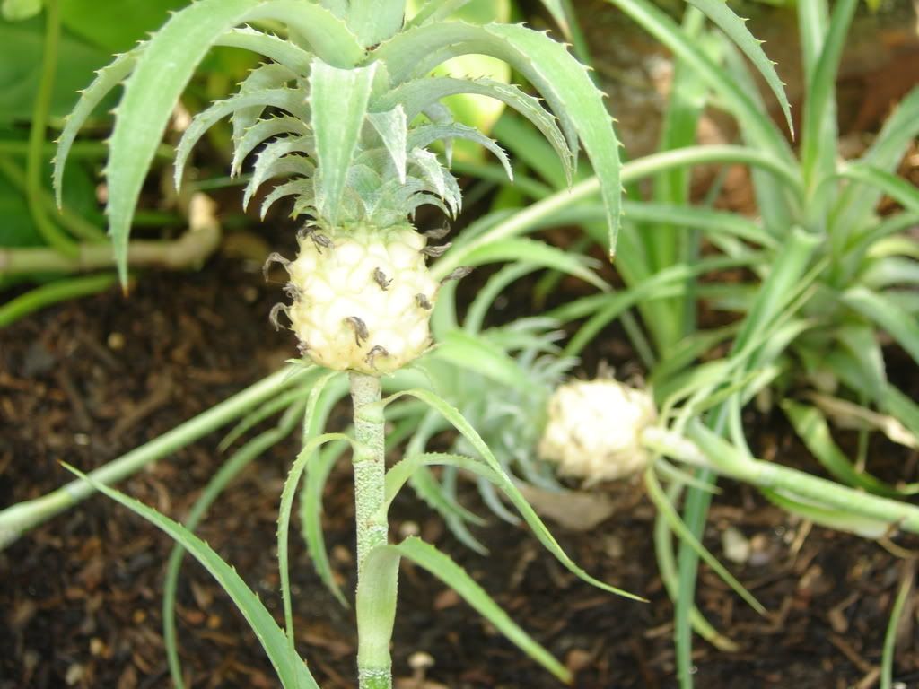 baby pineapples