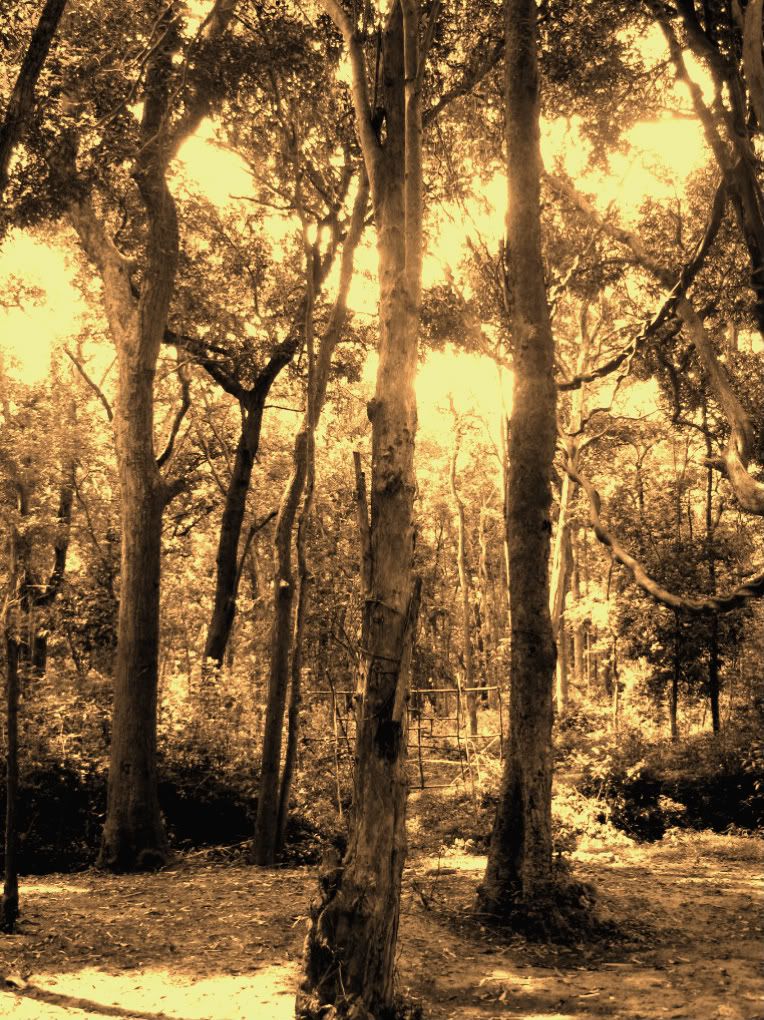 TREES
