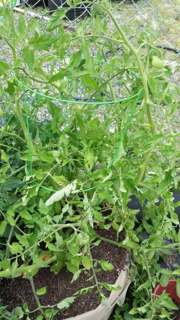  photo 20130531_135853_zpsfbe719b6.jpg