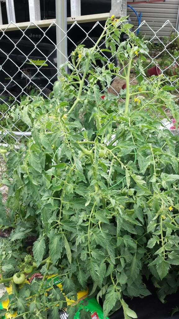  photo 20130531_135924_zpscd60e250.jpg