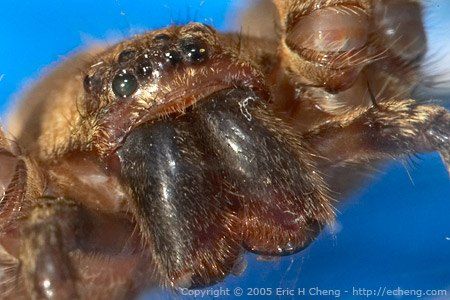 BIG SCARY SPIDER Pictures, Images and Photos