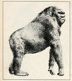 Gigantopithecus1.jpg image by revbabylon