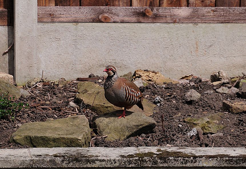 [Image: Red-legged2.jpg]