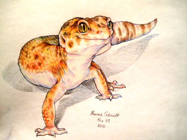 Leopard Gecko Drawing
