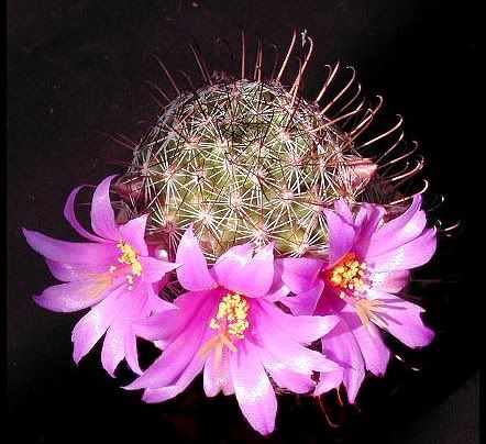 Cactus_34-1.jpg picture by thienthannho_2008