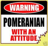 Pomeranian Attitude Pictures, Images and Photos