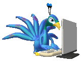 Peacock Typing Pictures, Images and Photos