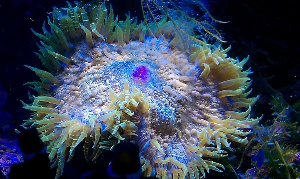 Rock flower anemone pics? Reef Central Online Community