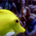 fish-animation2.gif