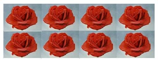 8rosas.jpg picture by celestino_014