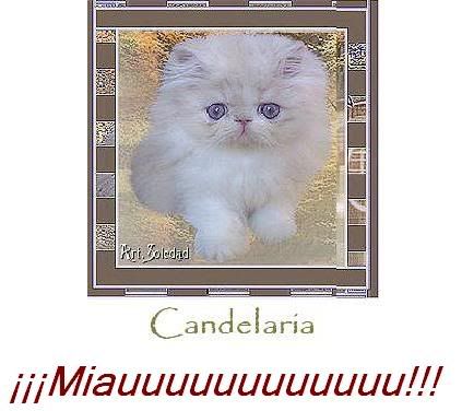 CandelariaMIAUUUUU.jpg picture by celestino_014