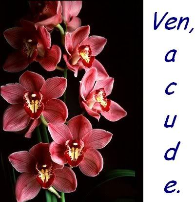 VENACUDE1foto.jpg picture by celestino_014