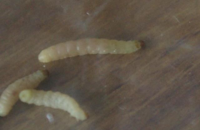 Larvae2.jpg