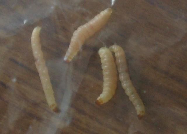 Larvae3.jpg