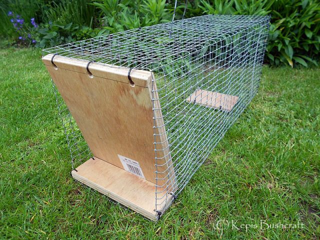 Homemade Squirrel Trap Plans for Pinterest