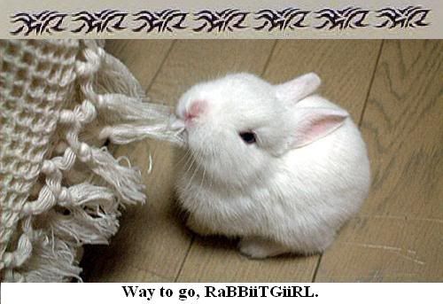 Rabbit Pictures, Images and Photos