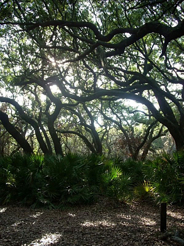 cumberlandisland026.jpg