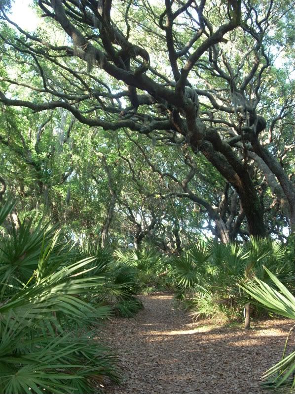 cumberlandisland046.jpg