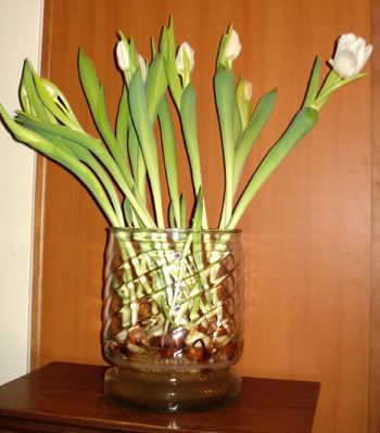 http://i287.photobucket.com/albums/ll144/manicdak345/tulip1.jpg