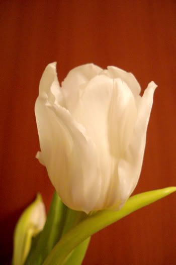 http://i287.photobucket.com/albums/ll144/manicdak345/tulip3.jpg