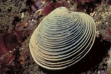 clam Pictures, Images and Photos