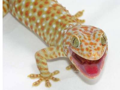 caramel-albino-tokay-gecko.jpg