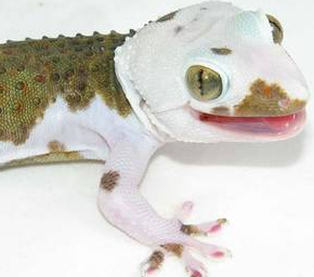 true-pied-tokay-gecko-small.png