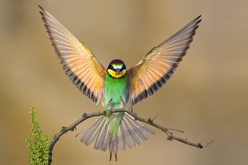 how to draw love heart with wings. quot;They can teach us how to use