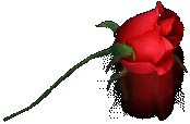 ROSA255Froja255F.gif picture by MACBELUARTES