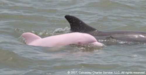 Albino Dolphin Pictures, Images and Photos